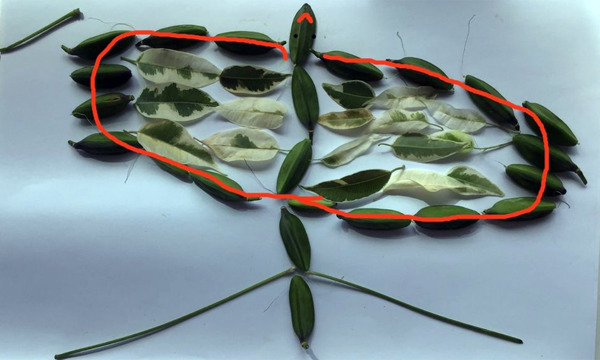 image (4)-leaf bug2-4web.jpg