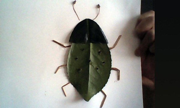 image (6)-leaf bug4-4web.jpg